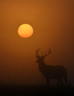 A deer is seen with the sun rising behind at dawn in Richmond Park, west London, Britain