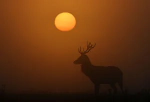 A deer is seen with the sun rising behind at dawn in Richmond Park, west London, Britain