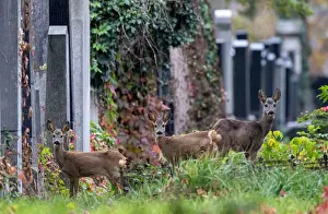 Deer are seen between tombstones at the old jewish part of the Zentralfriedhof cemetery