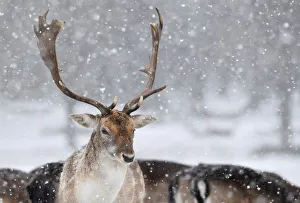 Britain Prints: Deer stand as snow falls in Richmond Park in London