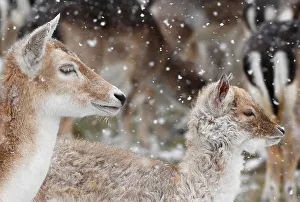 Deer stand as snow falls in Richmond Park in London