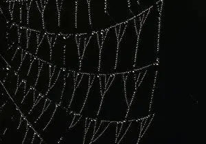 Dew drops are seen hanging on a spider web at dawn in Richmond Park in south west London