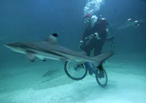 A diver in a Santa Claus costume rides bicycle in shark aquarium at Jakartas Sea World A diver in a Santa Claus costume rides bicycle in shark aquarium at Jakartas Sea World