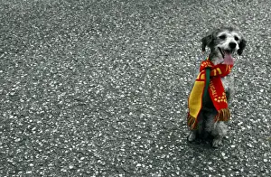 Dog dressed with scarf of Portugal national team stands on street after World Cup