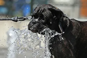 Belgium Prints: A dog drinks water at a fountain during a hot summer day in Brussels