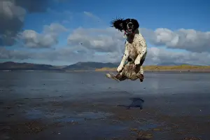 : A dog jumps into the air to catch a ball along the beach near the County Kerry village of