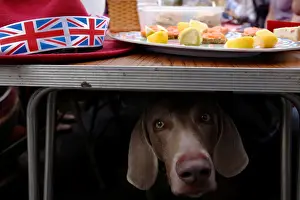 Prints of A dog looks out from beneath a table of food as residents gather together in the main square, one of the many street parties this weekend to celebrate Briatins Queen Elizabeths 90th birthday Britain Prints: A dog looks out from beneath a table of food as residents gather together in the main