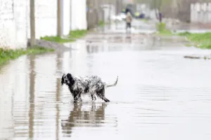 Weather Prints: A dog is pictured at a flooded area in Shkodra