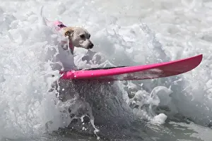 A dog rides a wave during the Surf City Surf Dog competition in Huntington Beach