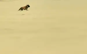 A dog runs along Portstewart Strand during heavy winds on the Causeway Coastline
