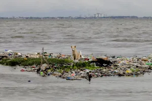 Asia Prints: Dog sits in the middle of a small garbage-filled island on a beach in Paranaque City