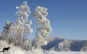 Prints of A dog stands under trees covered with heavy hoarfrost and snow on a bank of the frozen Yenisei River at air temperature about minus 26 degrees Celsius Russia Prints: A dog stands under trees covered with heavy hoarfrost and snow on a bank of the frozen