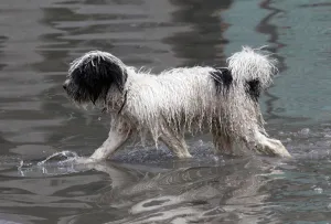 Mexico Prints: A dog walks on a flooded street in Nezahualcoyotl near Mexico City