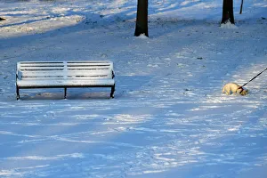 Britain Prints: A dog walks through the snow on Clapham Common in London