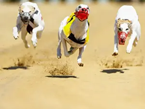 Dogs compete during an annual international dog race in Gelsenkirchen