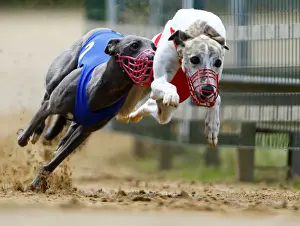 Dogs compete during an annual international dog race in Gelsenkirchen