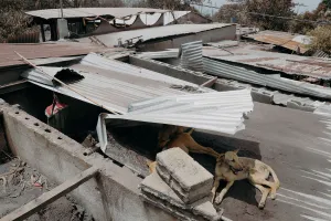 Guatemala Prints: Dogs take shelter on top of a house at the area affected by the eruption of the Fuego