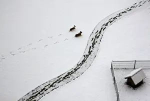 Two dogs walk through snow past a dog house after a heavy snowfall overnight in Beijing