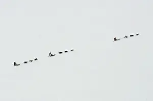 Three dogsleds travel across a barren landscape on the Norwegian Arctic island of