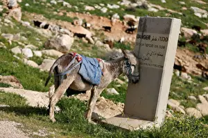 Donkey rests against a concrete barrier with a sign warning of Israeli gunfire