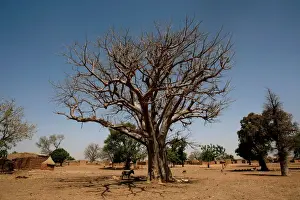 A donkey stands next to a baobab tree in Nedogo village near Ouagadougou