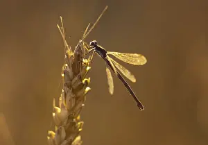 Images Dated 2011 September: A dragonfly lands on a stalk of wheat ready for harvest during sunset on the Canadian