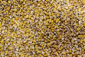 Dried corn is on display at Green Week agricultural fair in Berlin Dried corn is on display at Green Week agricultural fair in Berlin