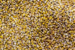 Dried corn is on display at Green Week agricultural fair in Berlin
