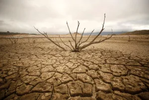 : Dried-out branches are seen amongst caked mud at Theewaterskloof dam near Cape Town