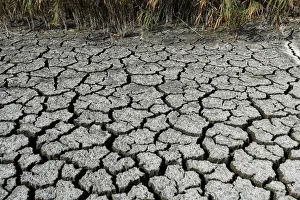 Greece Prints: A dried-out part of Lake Koronia