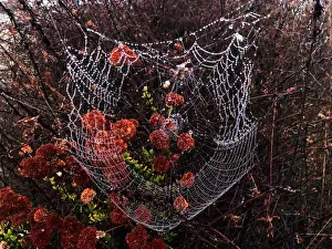 Drops of dew sit on a spider web in the early morning mist in Los Angeles