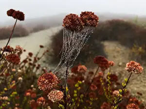 Dailylife Prints: Drops of dew sit on a spider web in the early morning mist in Los Angeles