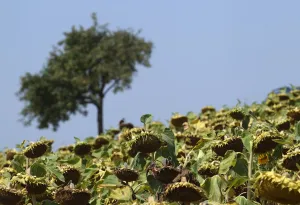 Austria Prints: Dry sunflowers are pictured on a field near Grossengersdorf in Lower Austria province