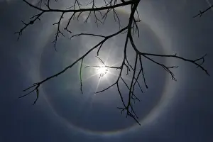 Dry tree branches are seen under a solar halo in front of Alvorada Palace in Brasilia