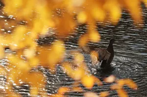 Prints of A duck flaps its wings in a pond in Tsarskoe Selo outside Saint Petersburg, Russia October 8, 2019. REUTERS/Anton Vaganov Russia Prints: A duck flaps its wings in a pond in Tsarskoe Selo outside Saint Petersburg