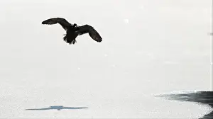 Britain Prints: A duck flies over a frozen section of the Oxford Canal near Oxford