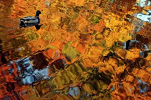 A duck moves through the waters along the Esplanade on an unusually warm fall day