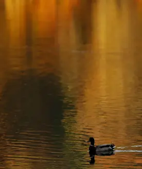 United Kingdom Prints: A duck paddles on the autumnal reflected water of Loch Faskally, Pitlochry, Scotland