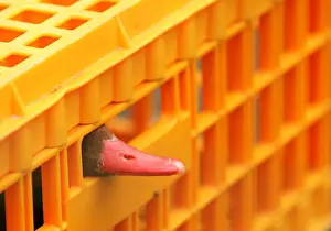 Colour Prints: Duck peers out of a cage before receiving a vaccination against bird flu at the Zwin