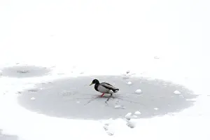 : A duck walks on ice on a frozen pond in the Parc Monceau as winter weather bringing snow