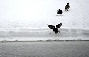 Weather Prints: Ducks leave the water at a frozen lake near the County Kildare town of Celbridge