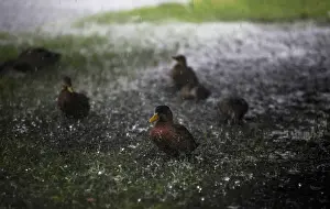 Ducks are splashed by the heavy rains of Tropical Storm Hermine as it passed through