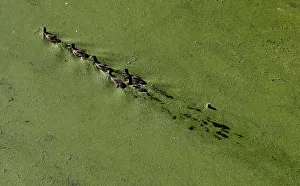 Ducks swim on an algae covered section of the River Soar in Leicester Ducks swim on an algae covered section of the River Soar in Leicester