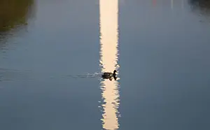 Ducks swim in the reflecting pool between the Lincoln Memorial and the Washington