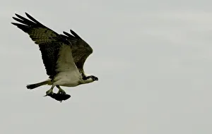 An eagle flies with a fish at the Red Sea resort of Sharm El-Sheikh An eagle flies with a fish at the Red Sea resort of Sharm El-Sheikh