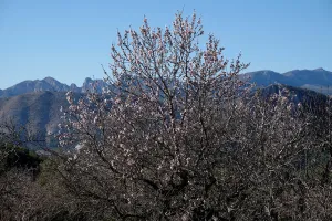 An early flowering almond tree is seen in a quarantine area around a tree infected with An early flowering almond tree is seen in a quarantine area around a tree infected with