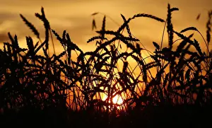 Ears of wheat are seen during sunset on a field of the Solgonskoye farming company