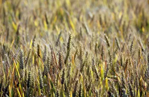 Wheat Prints: Ears of wheat are seen in a wheat field in Mouchamps