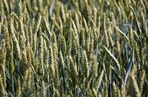Wheat Prints: Ears of wheat are seen in a wheat field in Mouchamps