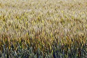 Wheat Prints: Ears of wheat are seen in a wheat field in Mouchamps